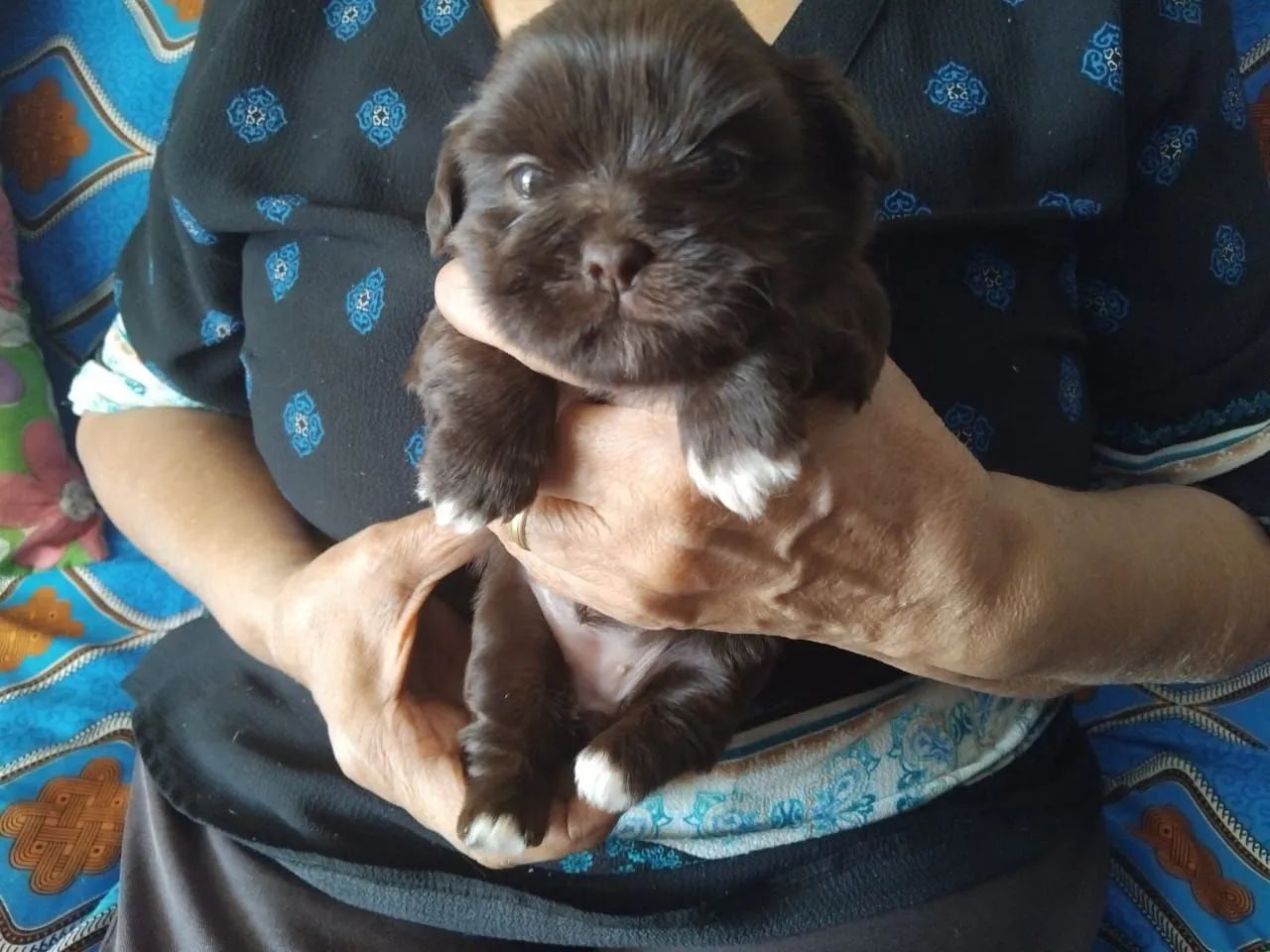 Cachorra shih tzu - Foto 2