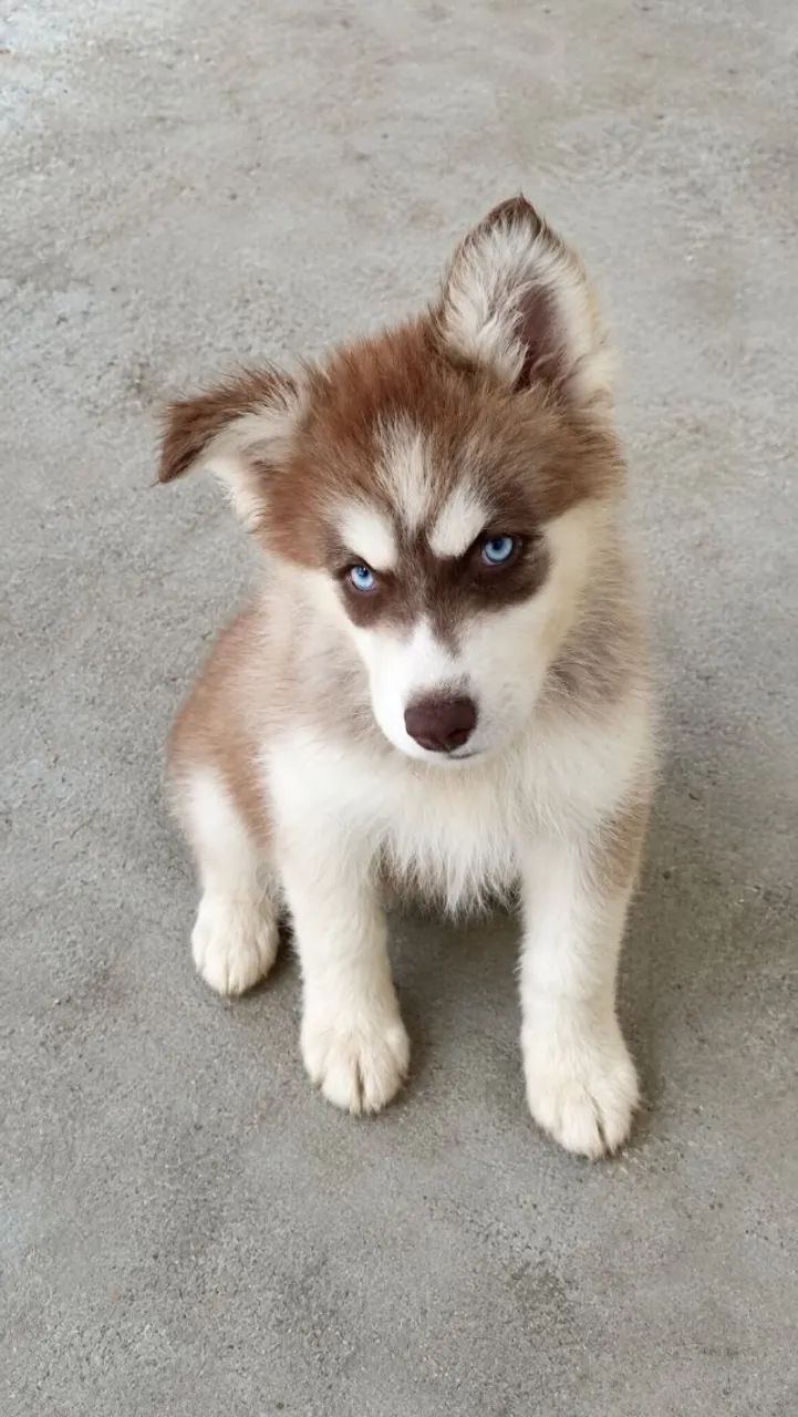Husky Fêmea 