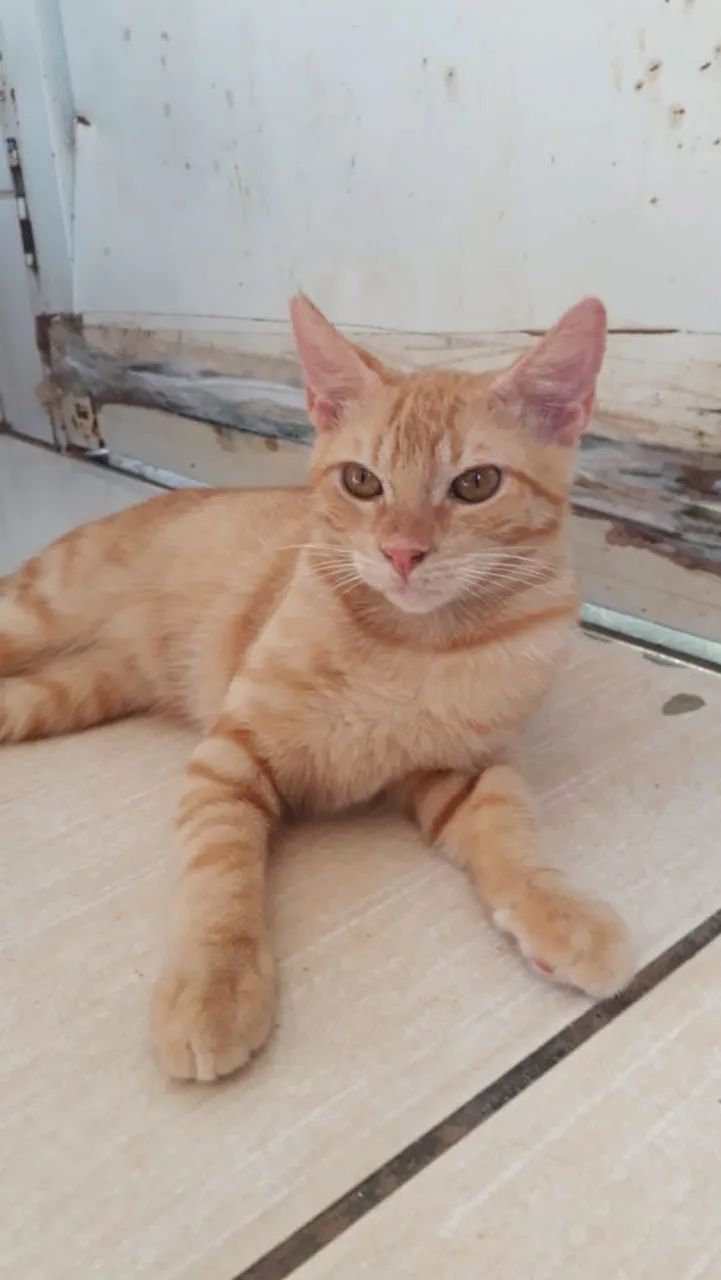 Pets para adoção ONG Goianira 