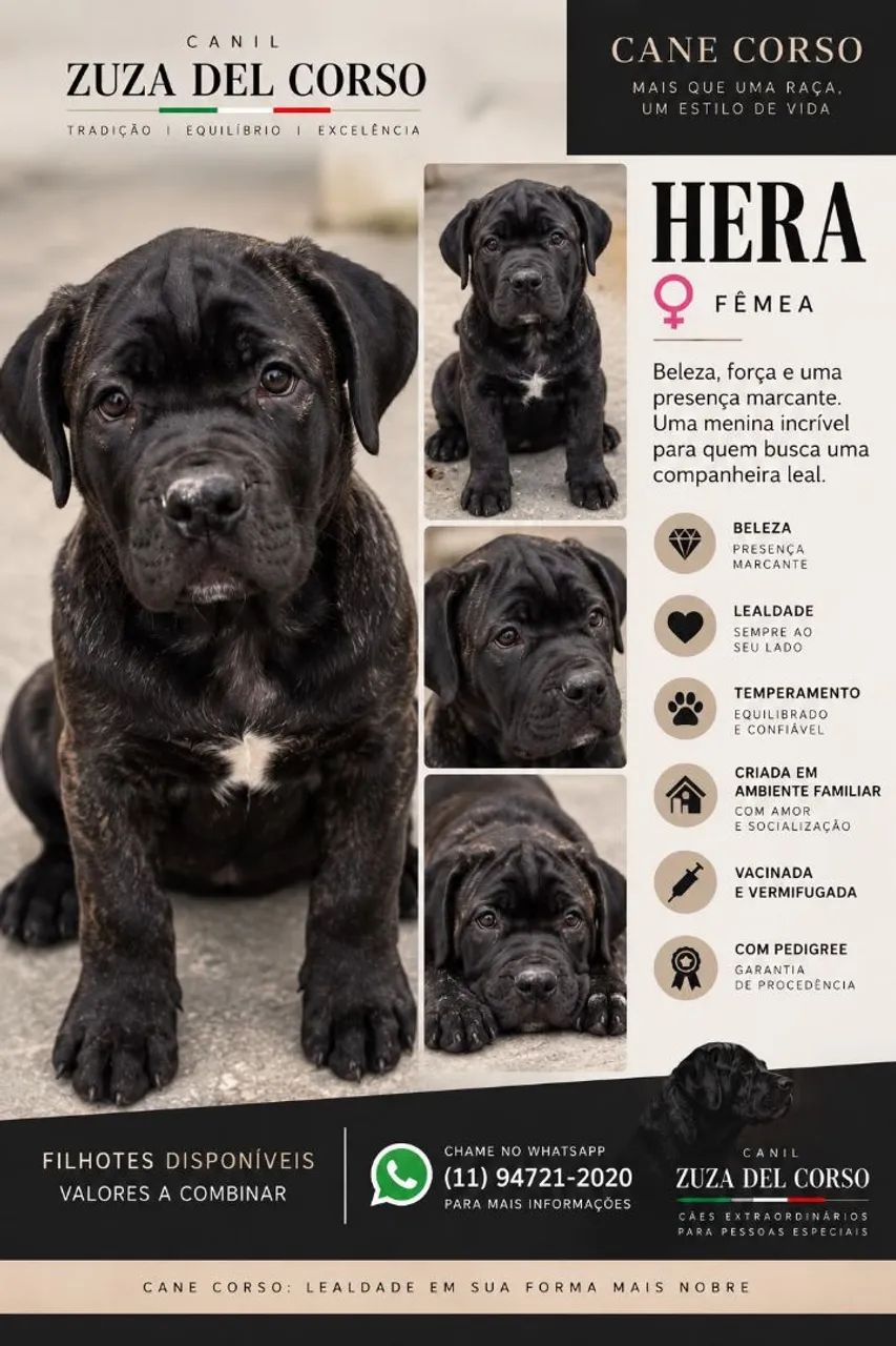 Filhote Cane Corso  - Foto 4