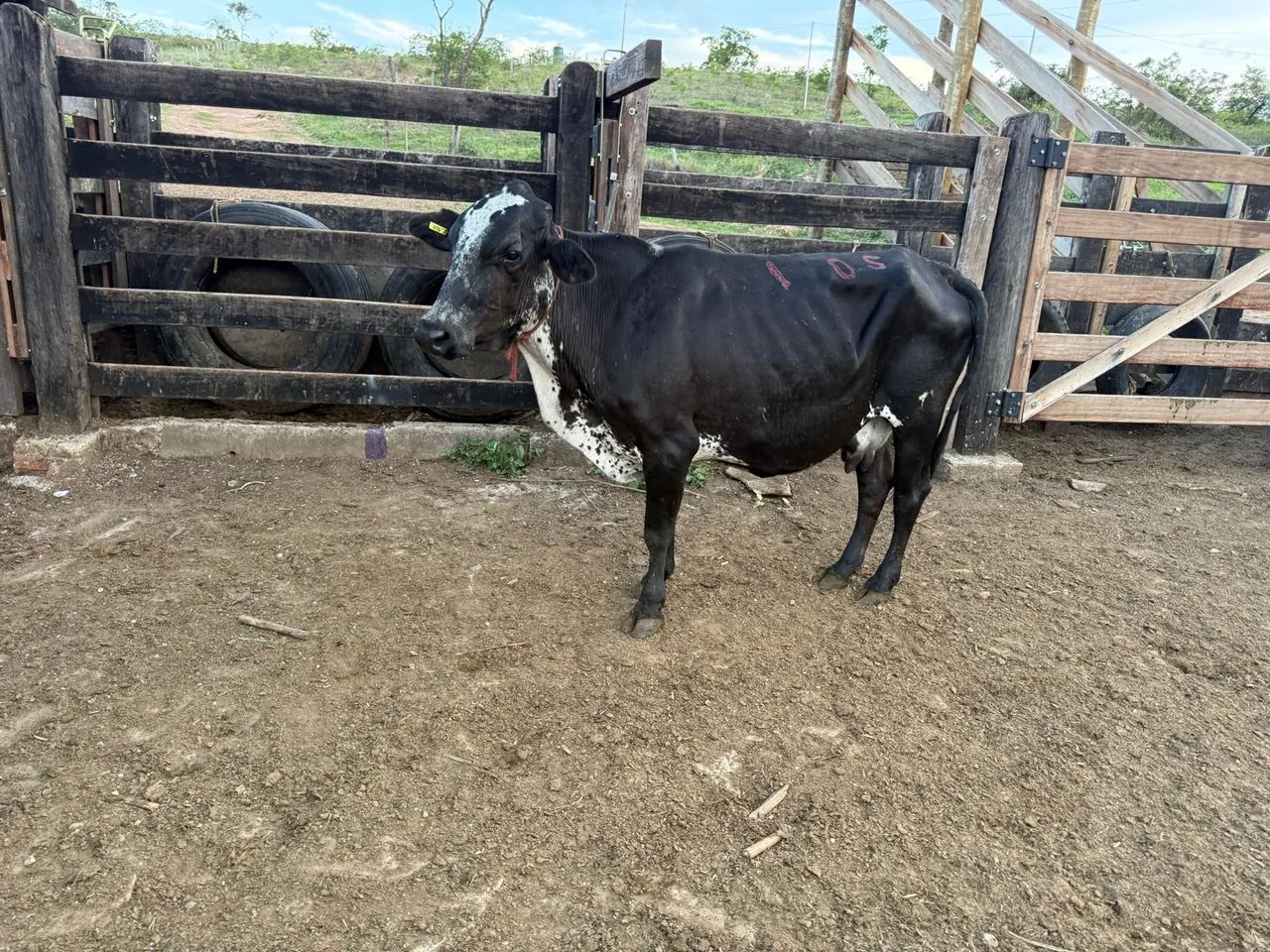 Vaca  - Foto 2