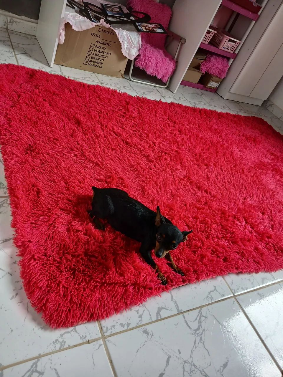 Vendo Pinscher N 2   - Foto 3