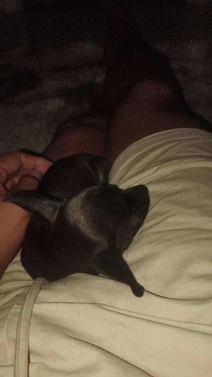 Cachorro  - Foto 2