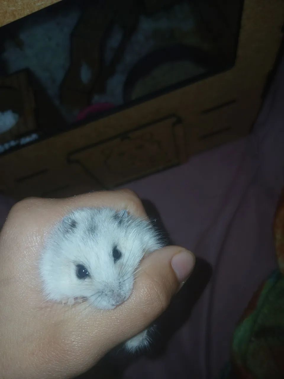 Hamster 