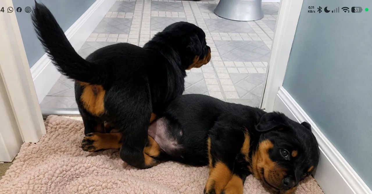 Filhotes Rottweilers - Foto 4