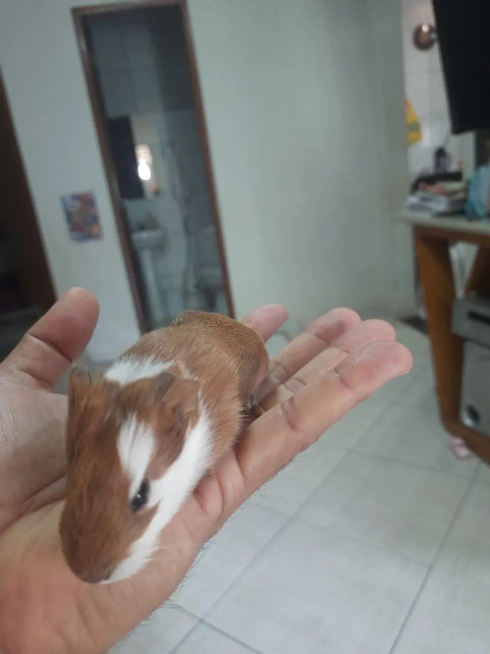 PET - Porquinho da Índia - Foto 2