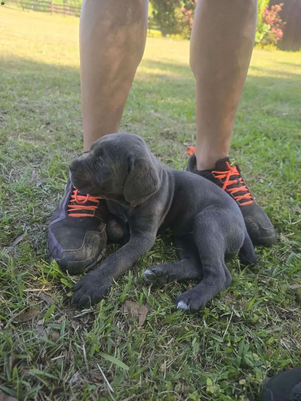 Cane corso | Chama agora 