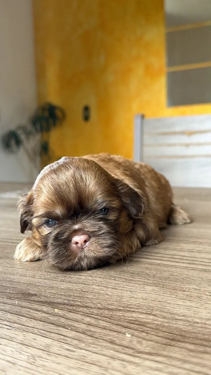 Shihtzu macho  - Foto 4
