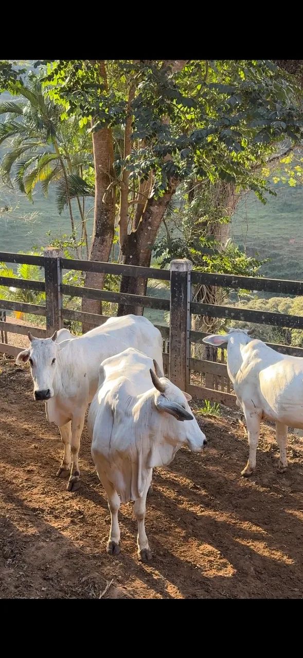Vacas Nelore  - Foto 3