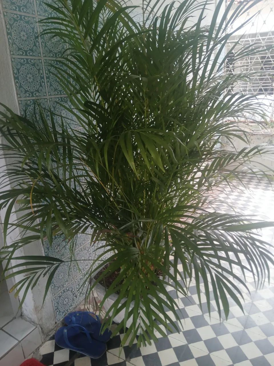 Palmeira 
