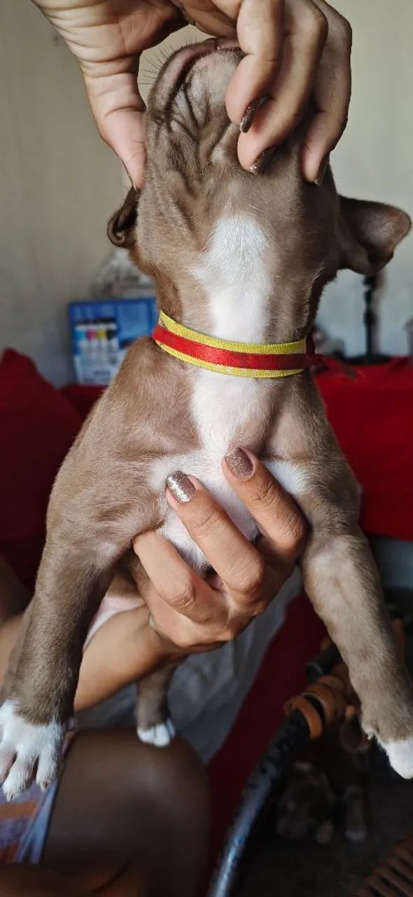 Vendo filhotes de pitmonster com APBT  - Foto 5