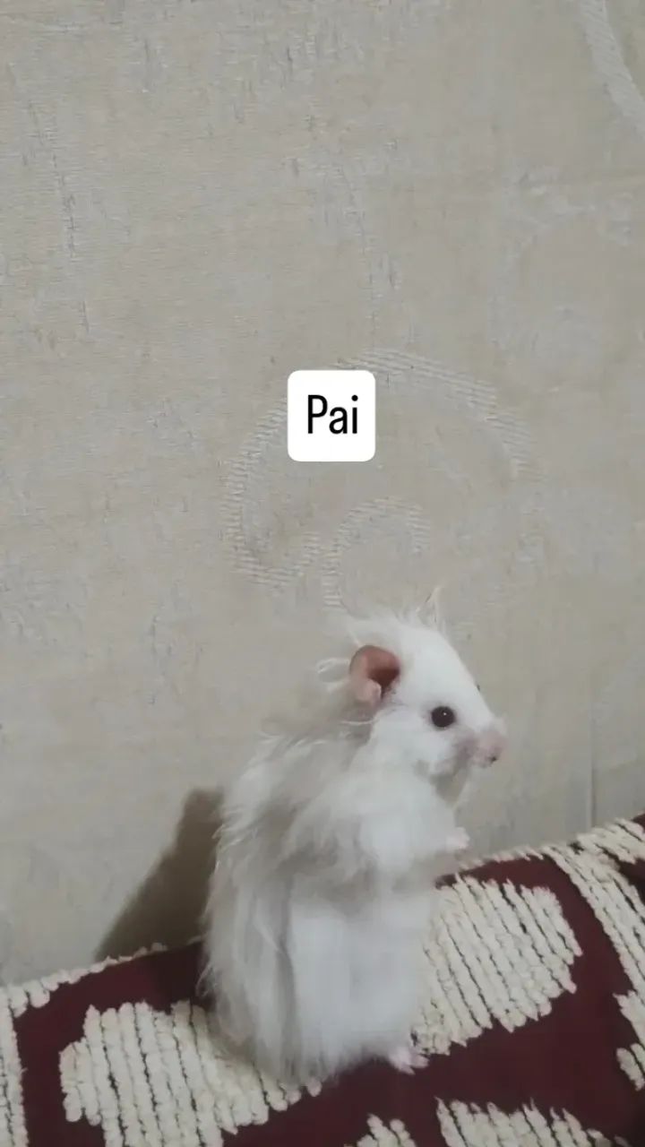 Filhotes de hamster sírio 