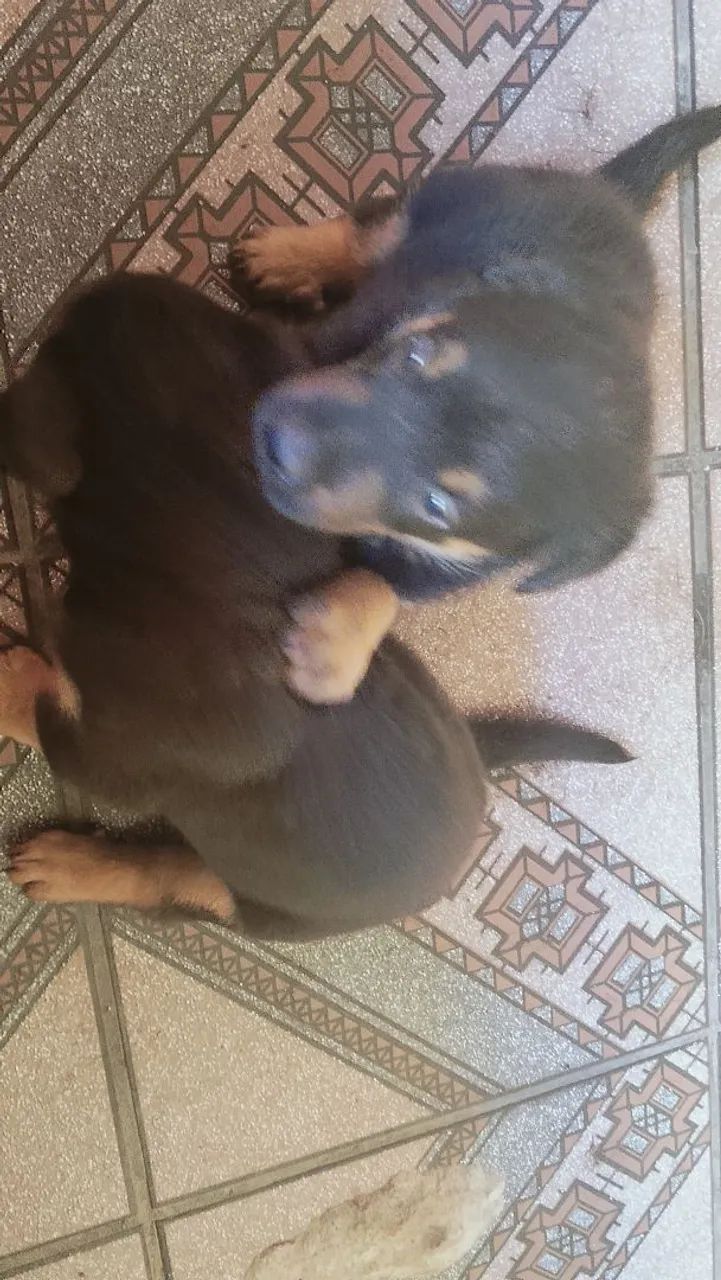 Cachorro wothivailer - Foto 5