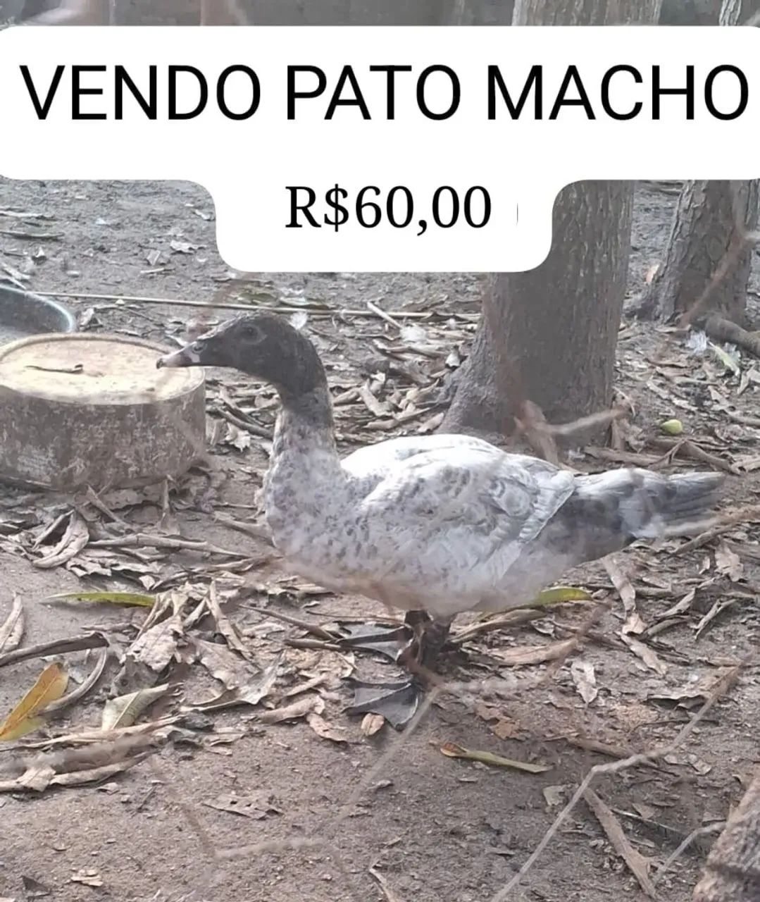 VENDO PATOS MACHO E FÊMEA  - Foto 5