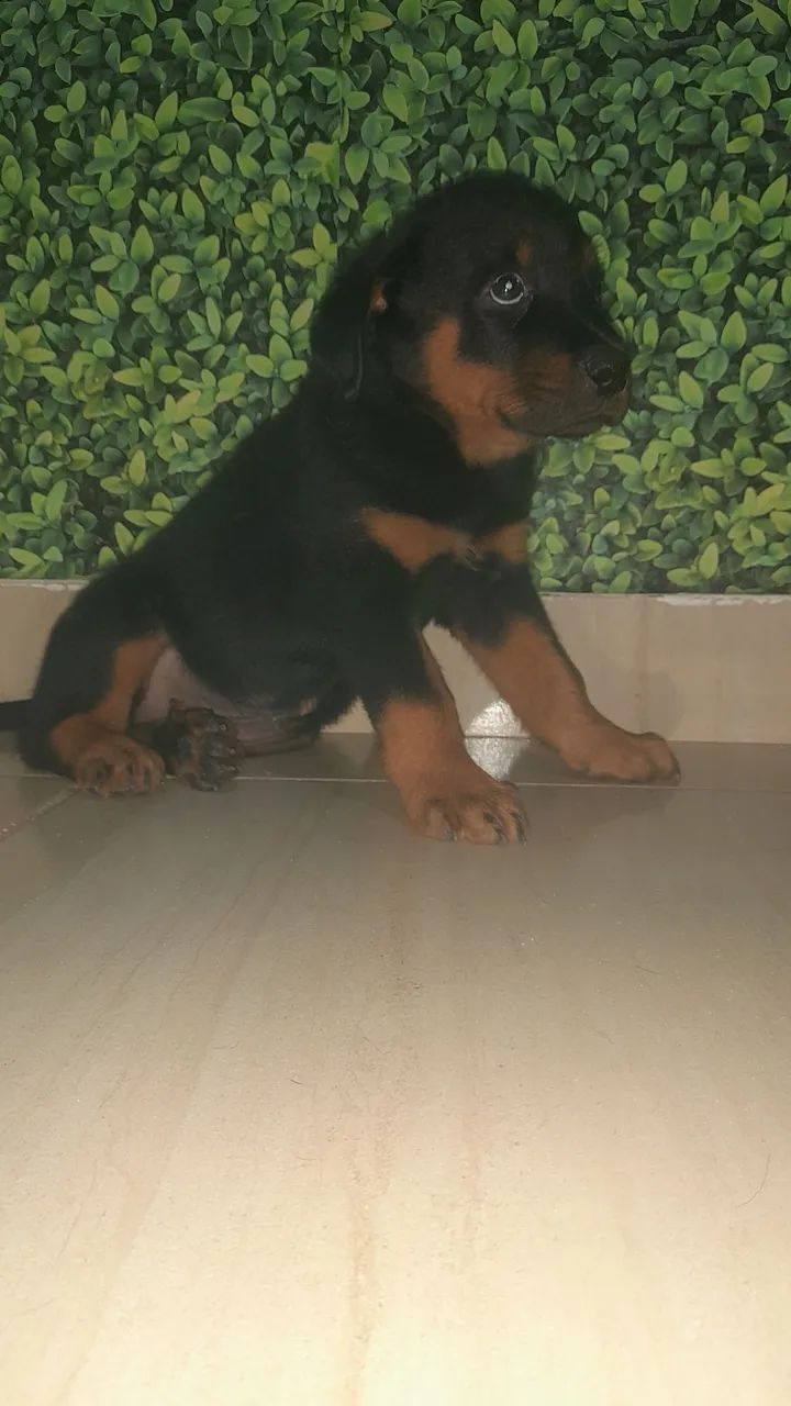Cachorro  - Foto 5