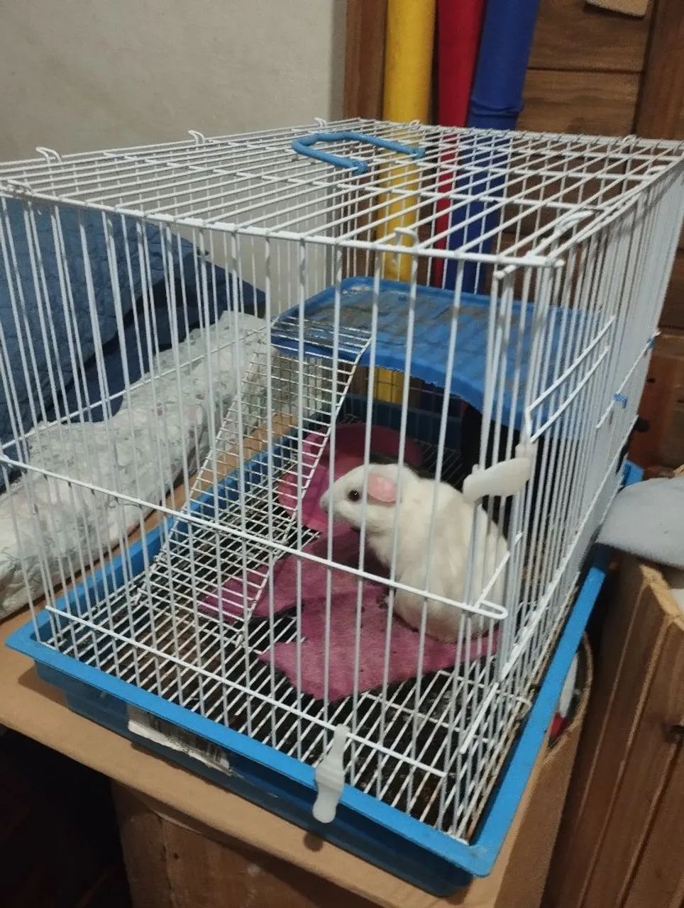 Vendo hamster com gaiola - Foto 5