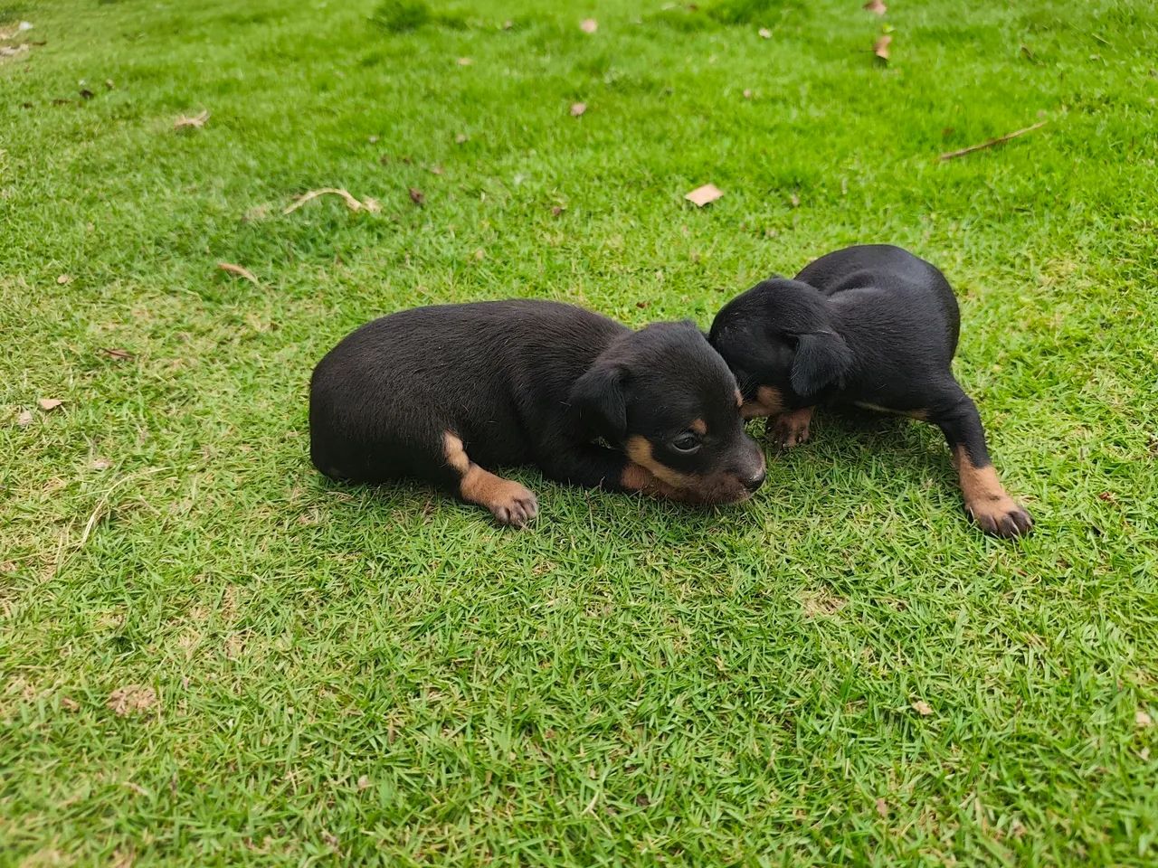 Filhotes de pinscher 1  - Foto 2