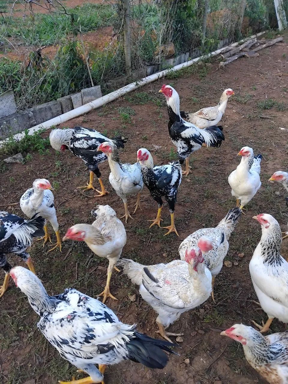 frango ,franga ,galo e galinha indios gigantes  - Foto 3