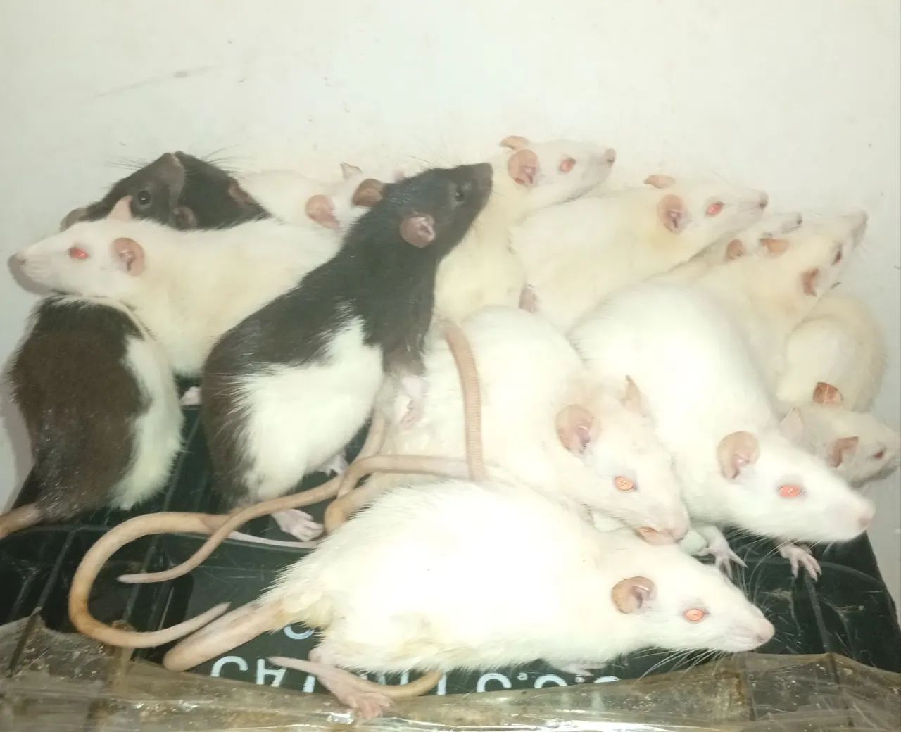 Ratos Twisters  - Foto 3