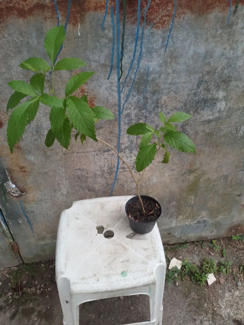 Ipe de jardim 