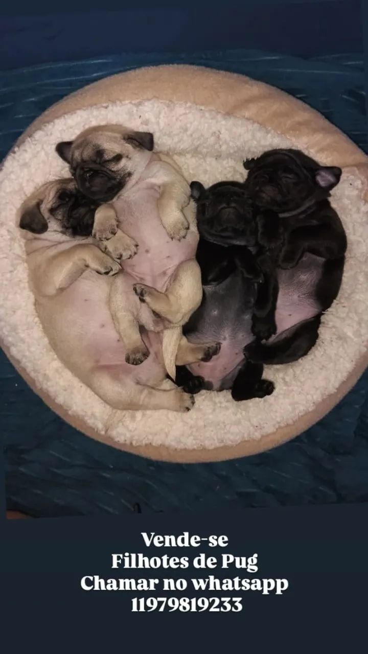 Cachorro - Foto 2