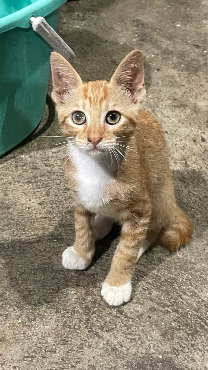 Doa-se gatinhos filhotes 