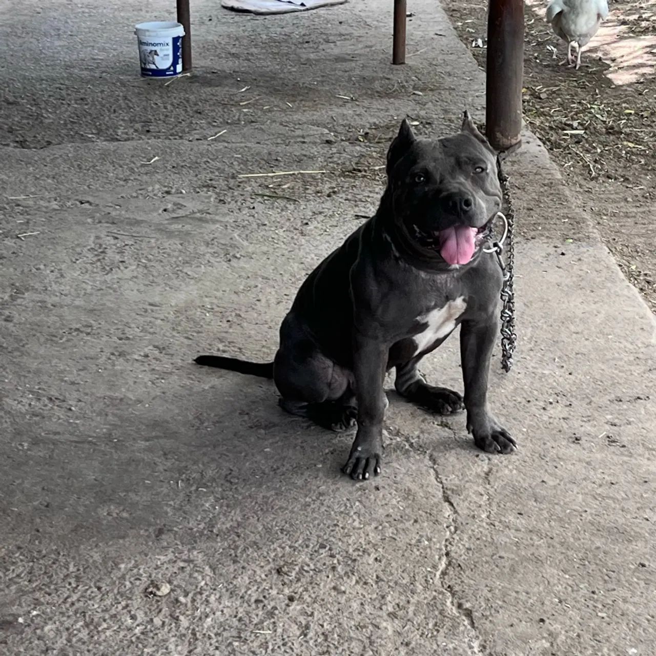 Pit monster  disponível para coberturas é cruzamentos 