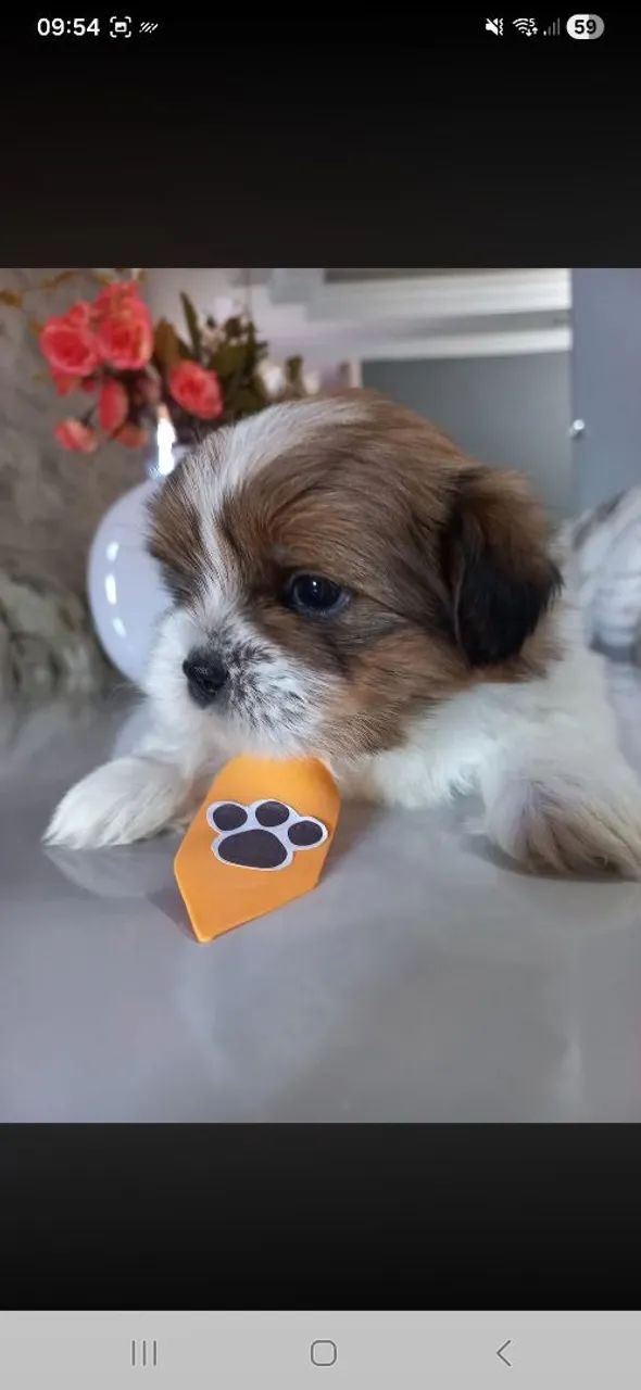 Shih Tzu - Foto 4