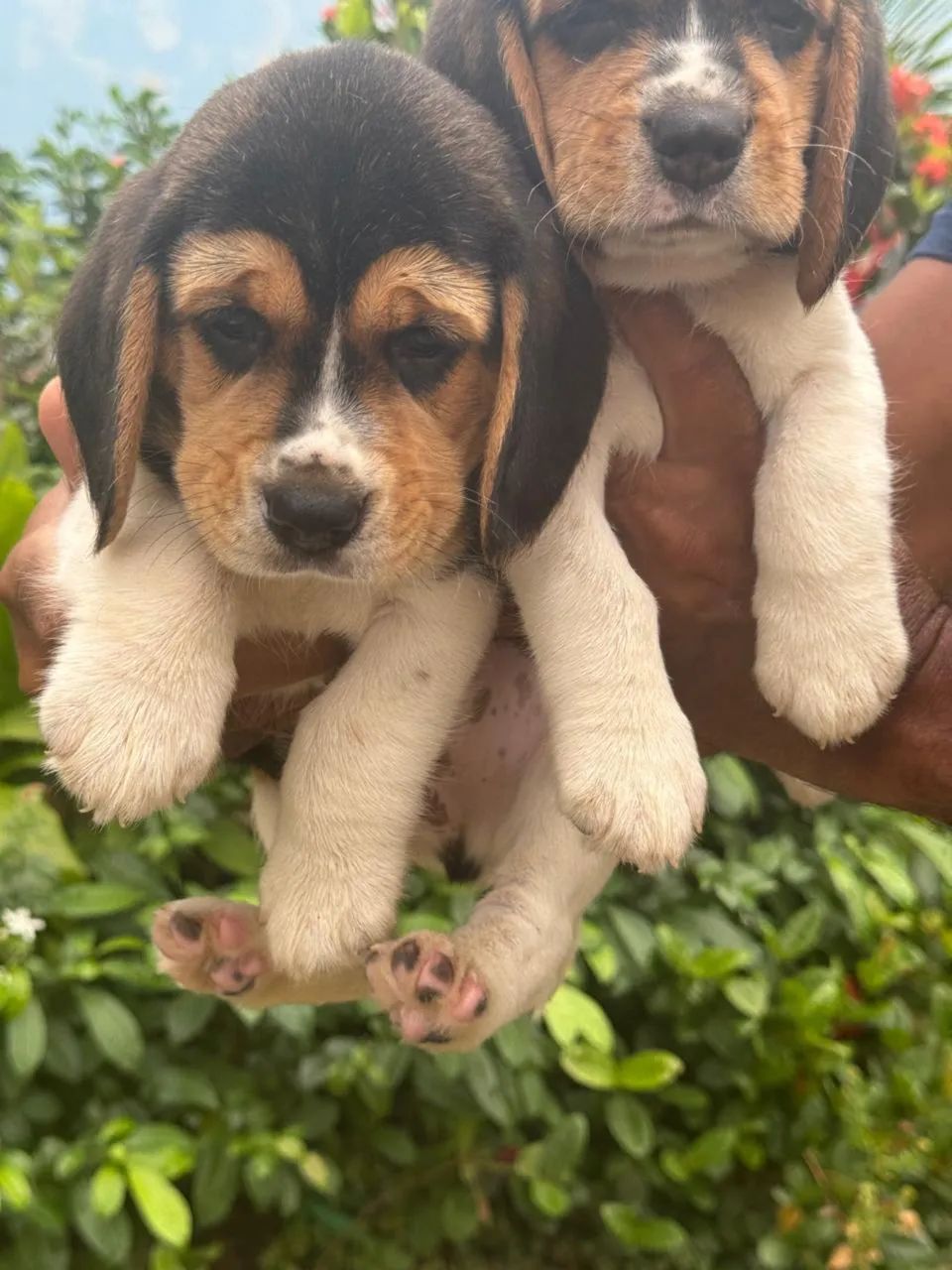 Beagle 13 polegadas com pedigree disponível para venda  - Foto 5