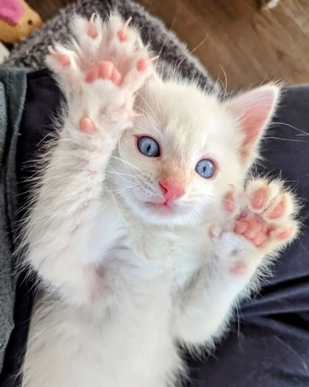 Filhotes machos angorá  - Foto 3