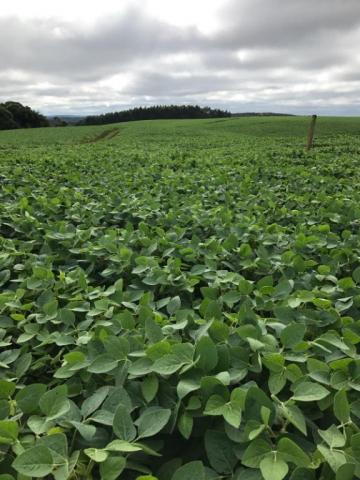 Fazenda à venda, R$ 18.900.000 - Pitanga/PR - Foto 3
