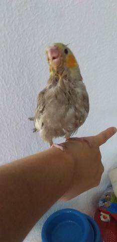 Vendo filhote de calapisita