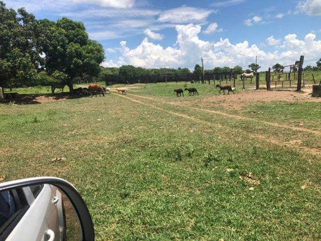 300 hectares, Cuiabá, 220 Hectares pasto, 23 km Atacadão, perto BR 364 - Foto 9