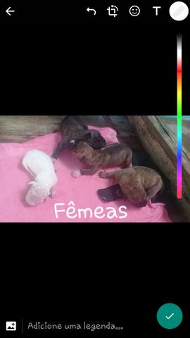 Vendo filhotes de pitbull APBT pura. - Foto 3