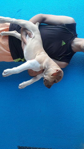 Filhote de pitbull - Foto 2