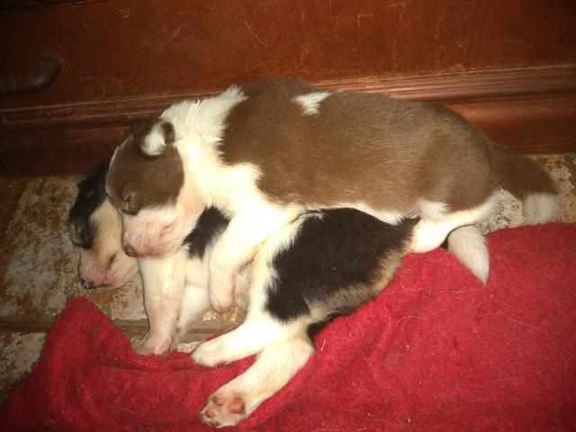 Border Collies lindos filhotes com registro - Foto 5