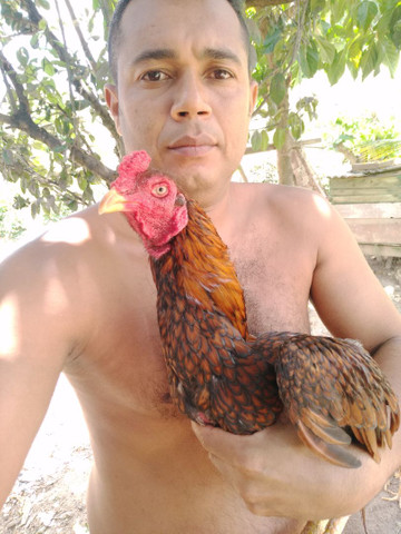 galo de raça - Foto 2