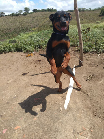 Vendo um umaCachorra com 6 meses de idade - Foto 2