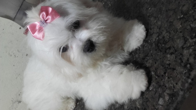 Vendo cachorra maltês - Foto 3