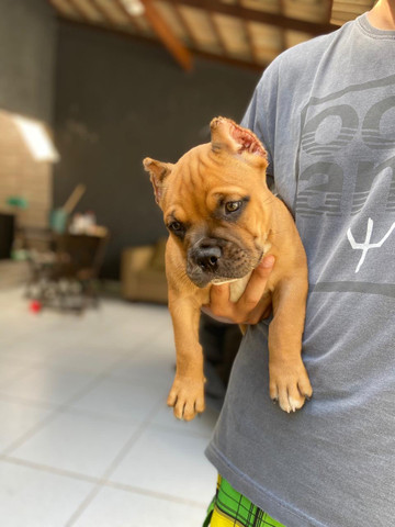 Filhotes de American Bully Pocket e Micro - Foto 3