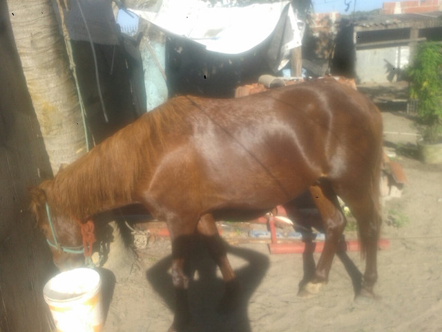 Vendo pordo 2 anos - Foto 4