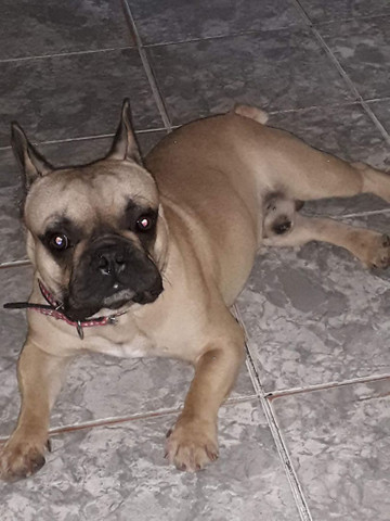 Procura uma fêmea para cruzar com o simba - Foto 5