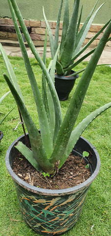 Babosa - aloe vera - Foto 5