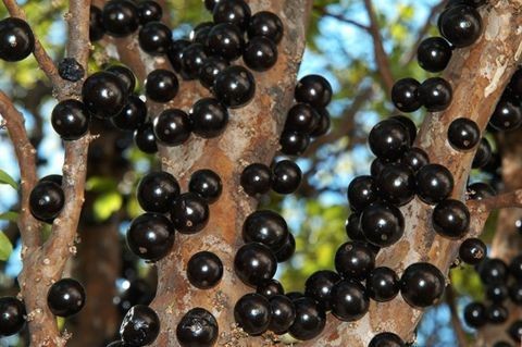 Mudas de frutíferas exertadas 