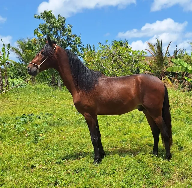 Cavalos venda permanente no haras Feijó - Cavalos e acessórios - Mata de  São João 1226772719