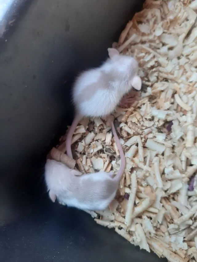 Rato mercol dumbos  - Foto 2