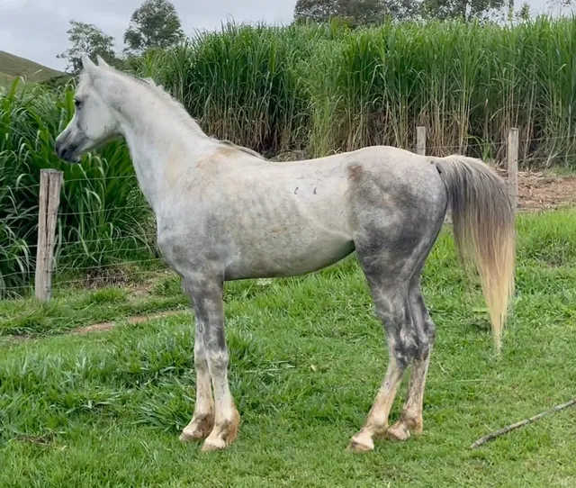 Quanto vale um cavalo? Raça Árabe – Animal Business Brasil