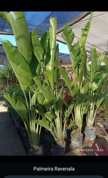 Palmeira Ravenala ou Arvore do Viajante 