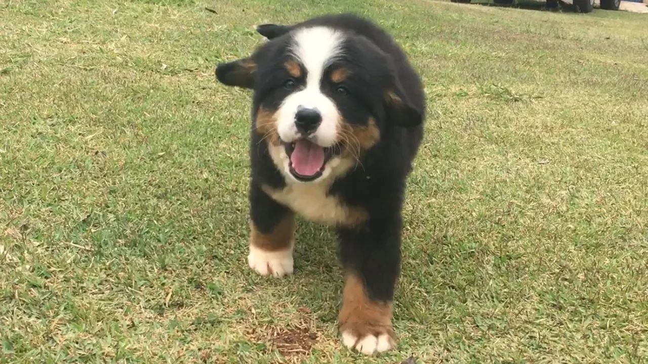 Bernese a pronta entrega 