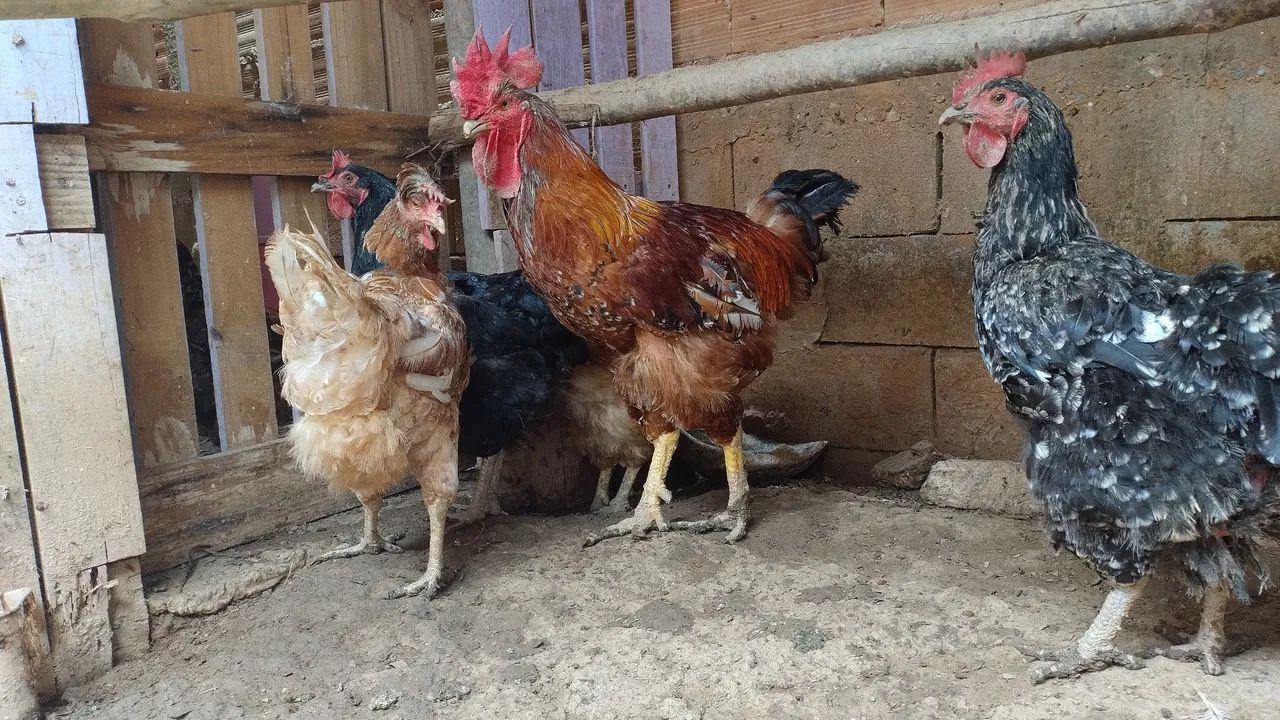 Gsb sertanejo balão 